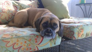 Pet sitting as a dog boarding alternative for two puggles in southwest Florida