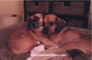 Puggles enjoying pet sitters as a dog boarding alternative