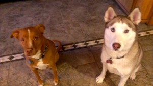 In home dog boarding was a great alternative for these two!