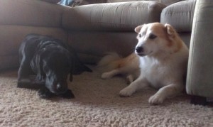 In Your Home dog boarding alternative to kennels for a lab and collie mix