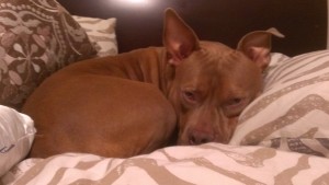 Dog board alternative for 70 lb pit bull, dog sitting scrapbook