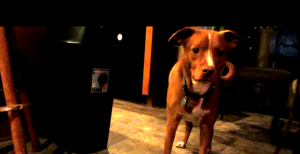 Pit bull mix we're dog sitting as a dog boarding alternative has a dinner time routine for us