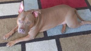 Pet sitting a pit bull in central Florida as a dog boarding alternative