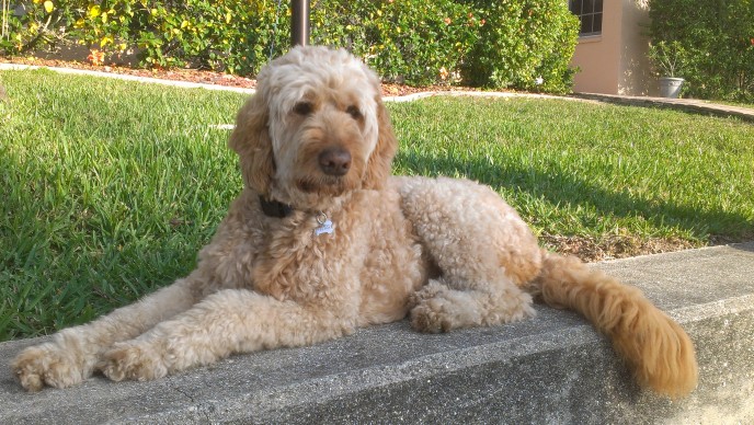 In home pet sitting for a Florida golden doodle as an alternative to dog boarding