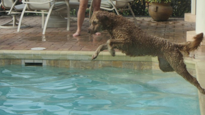 In home pet sitting as a dog boarding alternative for Marley, a golden doodle in Florida