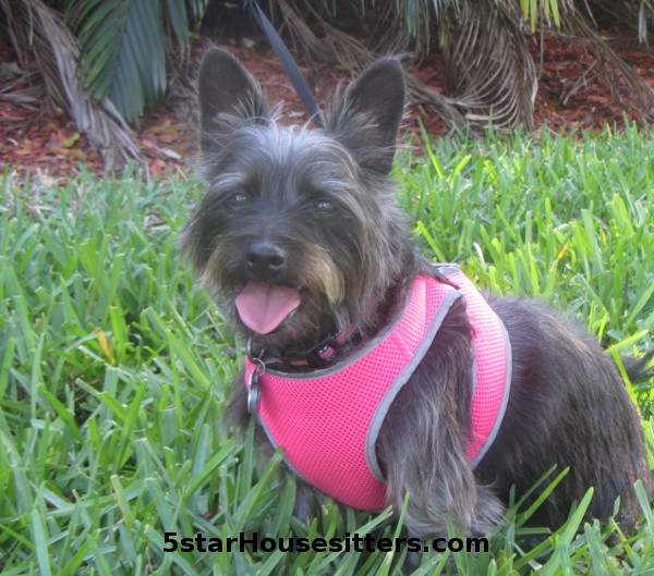 in home pet sitting as a dog boarding alternative for cairn terrier mix