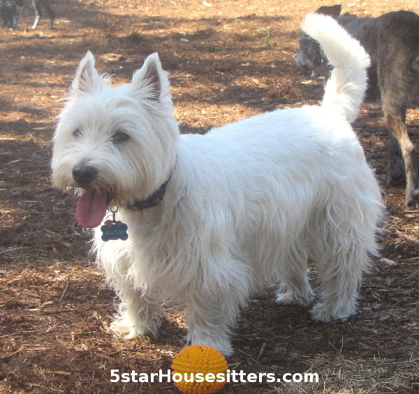 In home pet sitting as a dog boarding alternative for a West Highland white terrier (Westie)