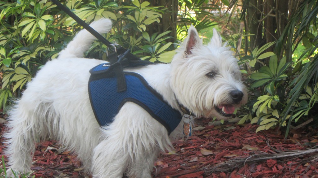 Lucky Westie gets in home boarding as dog kennel alternative