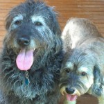 Housesitting and dogs sitting for labradoodle and cockapoo mix in North Carolina