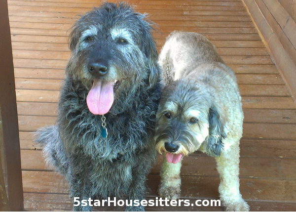 Housesitting and dogs sitting labradoodle and cockapoo mix in North Carolina