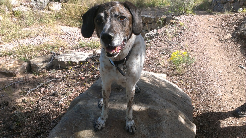 long term house sitting and dog sitting German shorthaired pointer
