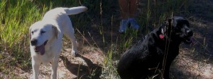 Ranch sitting and dog sitting in Durango