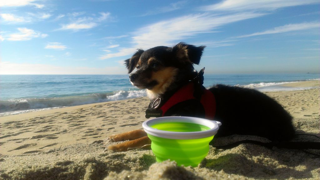 Cute dog video at the beach dogsitting fox terrier mix