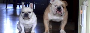 Santa Fe dog sitting with a French bulldog and English bulldog