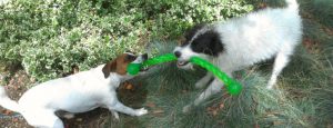 Santa Fe dog sit with Parson Russell terriers