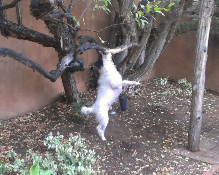 Dog Sitting Parson Russell Terriers (Jack Russell Terriers) in Santa Fe