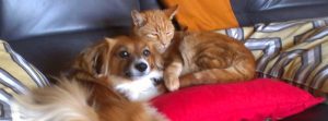 Dog sitting and Orange Tabby Cat Care in Monterey