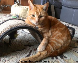 Lulu Cat Care for Orange Tabby in Monterey