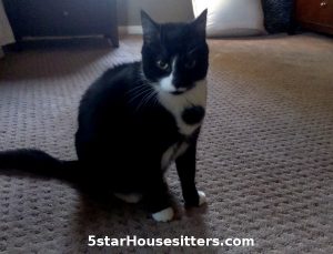Cat care for tuxedo cat in Southern California