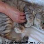 Sedona Cat Care for Silver Bengal Belly Rubs