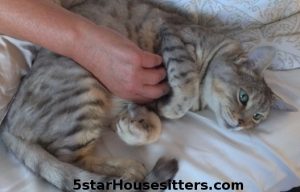Bely rubs! Cat care for silver bengal