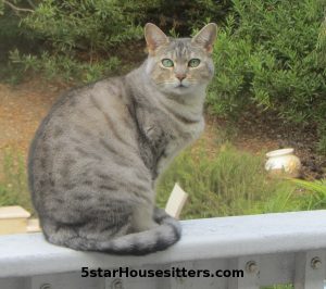 Sedona Cat Care for Silver Bengal on Porch