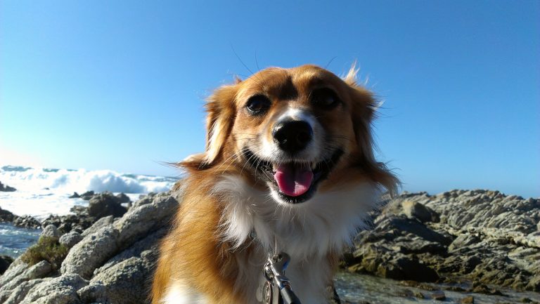 Cute dog video we took while dogsitting in Monterey