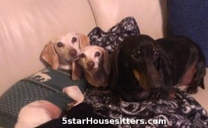 Dog_Sitting_Elderly_Dachshunds_California