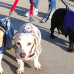 Senior_Wiener_Dogs_On_Walk_Dogsitting