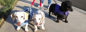 Dog sitting senior wiener dogs on a walk
